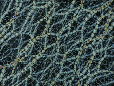 Duke Graduate Student Photo selected "Picture of the Day" by NSF