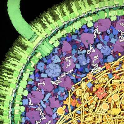 drawing of a cross section of an E.coli cell